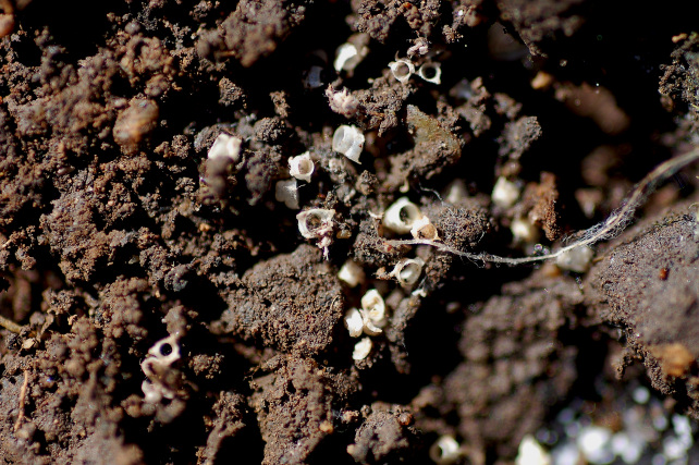 Helvella sp.?